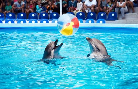 Two dolphins playing in dolphinarium Stock Photo by ©serkucher 100815186