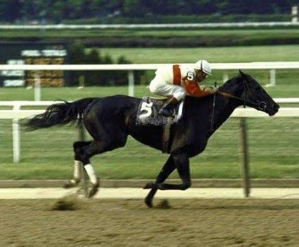 54 best Ruffian images on Pinterest | Horse racing, Race horses and ...