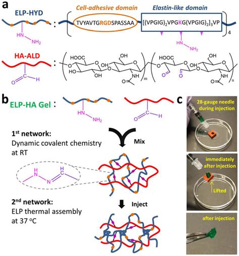 Covalently Adaptable Elastin Like Protein Hyaluronic Acid ELP HA