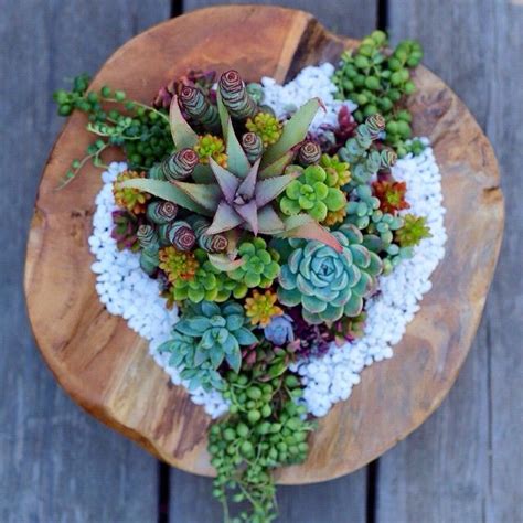 Dalla Vita On Instagram Go Round Dallavita Succulent