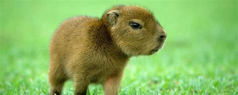 Baby Capybara Wallpapers Top Free Baby Capybara Backgrounds