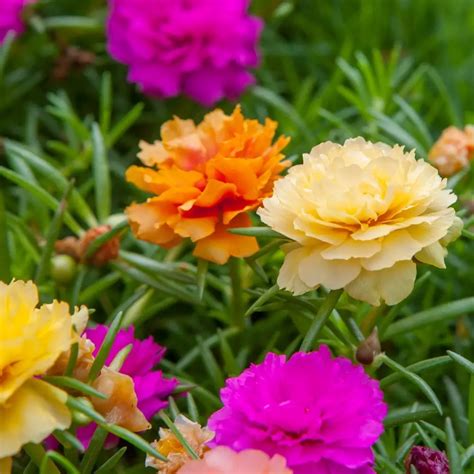 Para Que Serve a Flor de Onze Horas Quais os Benefícios Mundo Ecologia