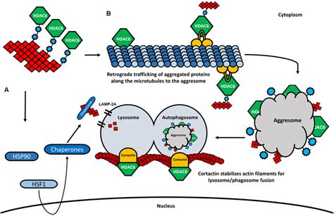 Hdac6 And Its Involvement In Cma And Aggresome Formation A In The Download Scientific