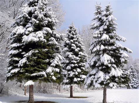 O Christmas Tree Photograph By Janice Drew Fine Art America