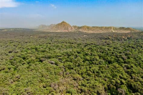 Minam impulsa proyecto de restauración de bosques secos en el norte por