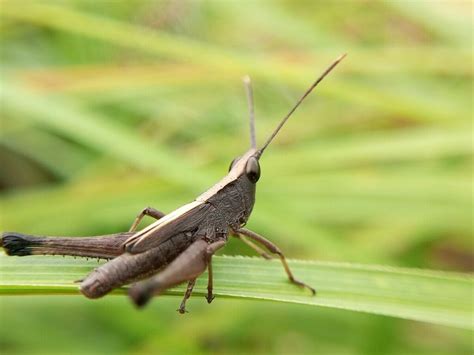 Optimal Grasshopper Habitat Crafting An Ideal Environment