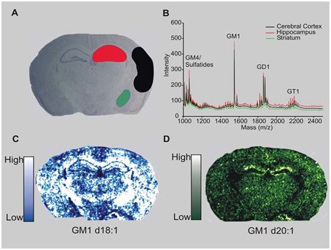 Imaging Of Gangliosides Within A Mouse Brain Using Maldi Tof A