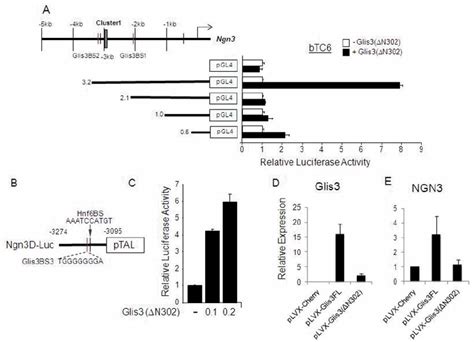 Glis3 Can Regulate Ngn3 Via Glis3bs2 A β Tc6 Cells Were Plated Prior