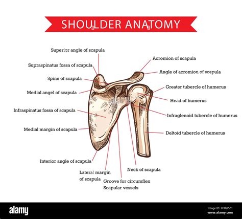 Scapular Acromion Hi Res Stock Photography And Images Alamy