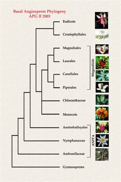 Angiosperm Phylogeny