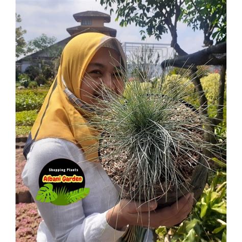 Jual Rumput Biru Blue Fescue Festuca Glauca Tanaman Hias Hidup Outdor