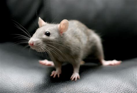 Calgary Rodents Or Mice Control Best Exterminator Removal Service In