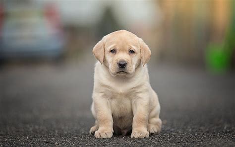 Cute Lab Puppy Wallpaper