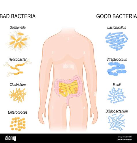 Good Bad Bacteria Intestinal Flora Gut Flora Probiotics Good