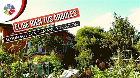 Details Como Distribuir Rboles Frutales En Un Terreno Abzlocal Mx