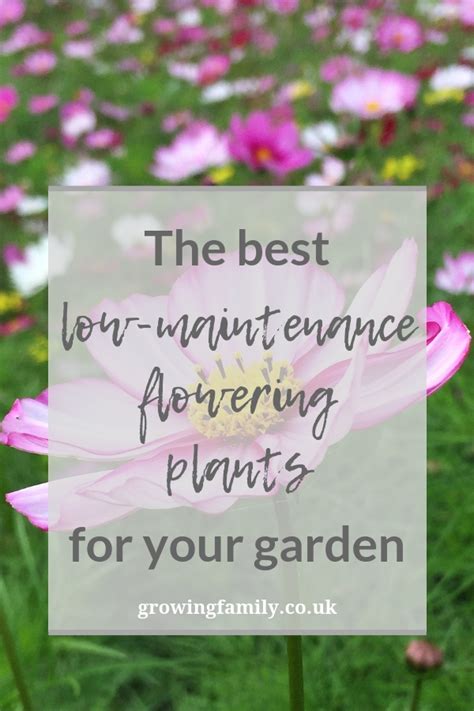 Top 10 beautiful low-maintenance flowering plants - Growing Family