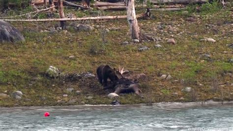 Grizzly Bear Grabs And Runs From A Moose Carcass Youtube