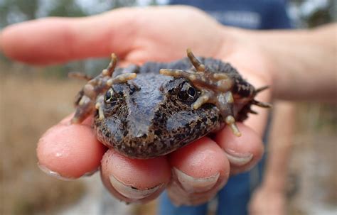 Peeking into Gopher Tortoise Burrows at Birdsong | The WFSU Ecology Blog