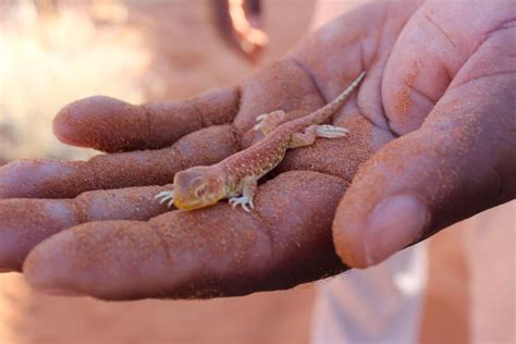 Namib Naukluft National Park Reference Map In Namibia Expert Africa