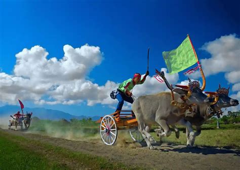 Mengenal Tradisi Karapan Sapi Madura Yang Sangat Unik