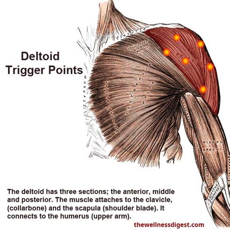 Deltoid Muscle Shoulder Pain And Weakness The Wellness Digest