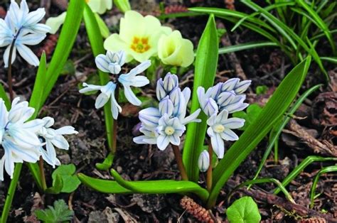 Многолетние луковичные цветы для сада: названия многолетников