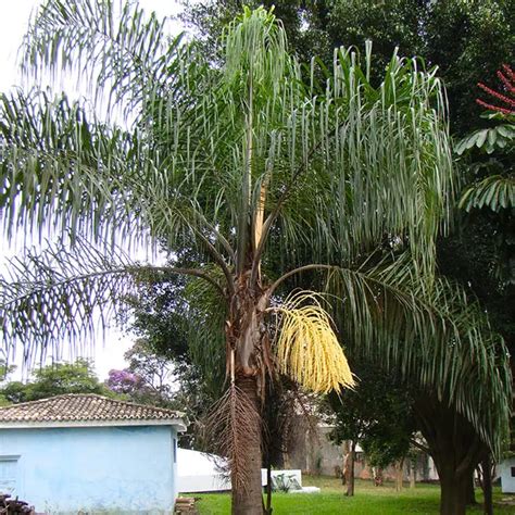 How To Grow And Care For The Queen Palm Syagrus Romanzoffiana