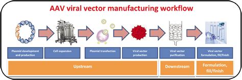 Manufacturing Challenges And Rational Formulation Development For Aav