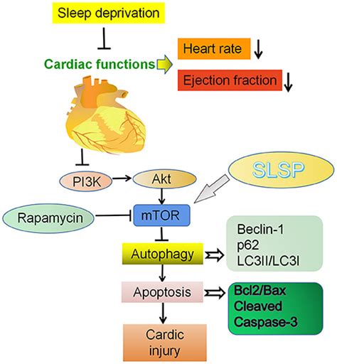 Frontiers Cardioprotective Effect Of Stem Leaf Saponins From Panax