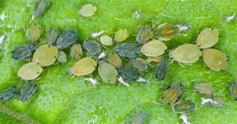 How To Get Rid Of Aphids Plantinfo