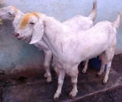 Months White Sojat Male Goat Meat At Rs Kgs In Navi