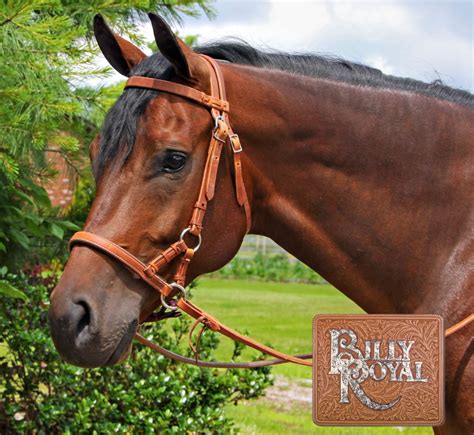 9 Most Popular Bitless Bridle Types | Western and English | Prohorse ...