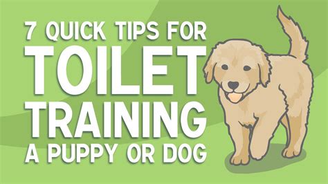 The Complete Guide On How To Toilet Train Your Puppy My Pet Warehouse