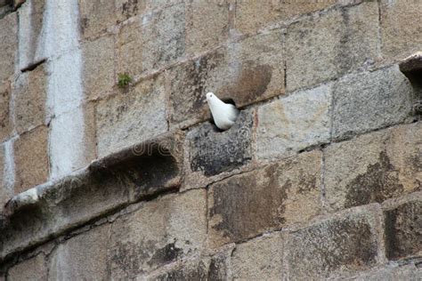 Dove at a Medieval Castle château Des Ducs De Bretagne in Nantes