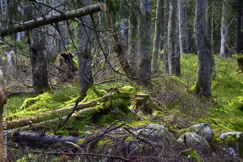 Bialowieski Park Narodowy Puszcza Bialowieska Park Wpisany Na Liste