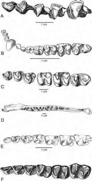 Pantodonta - Age of Mammals - Fossil Hunters