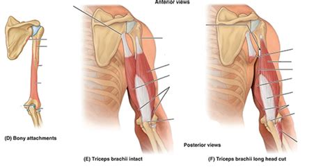 posterior arm muscles Diagram | Quizlet