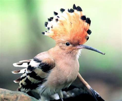 rare photos of rare birds - XciteFun.net