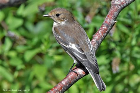 Gobemouche Noir Ficedula Hypoleuca 96 Gobemouche Noir Flickr