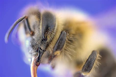 Fotografía macro de la flor polinizada por las abejas Foto Premium