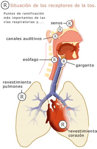 ENTRE RESFRIADOS Y TRANCAZOS I La Tos