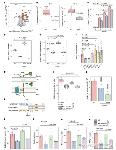 Nature Cell Biology丨线粒体通过 Stard7 调节细胞内辅酶 Q 转运和铁死亡抗性 知乎