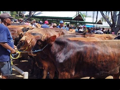 Juta Nego Pegon Calon Qurban Harga Murah Meriah Pasar Tuban