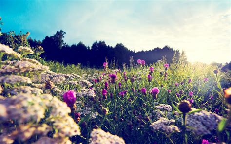 Wallpaper Sunlight Flowers Nature Grass Plants Field Macro