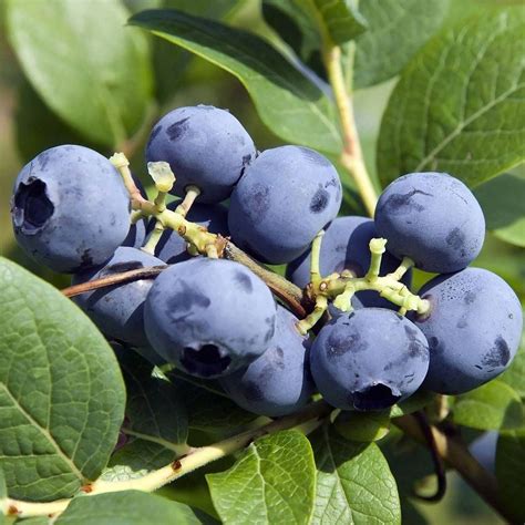 Blueberry Bluecrop This Excellent Mid Season Variety Produces Rich