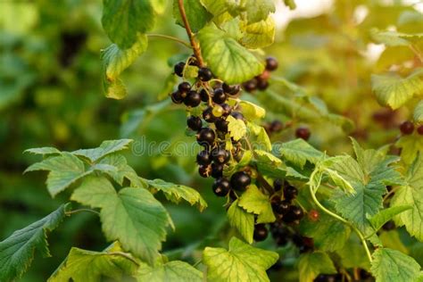 Black Currant Berry Grows On A Bush Currant Cultivation Concept Of