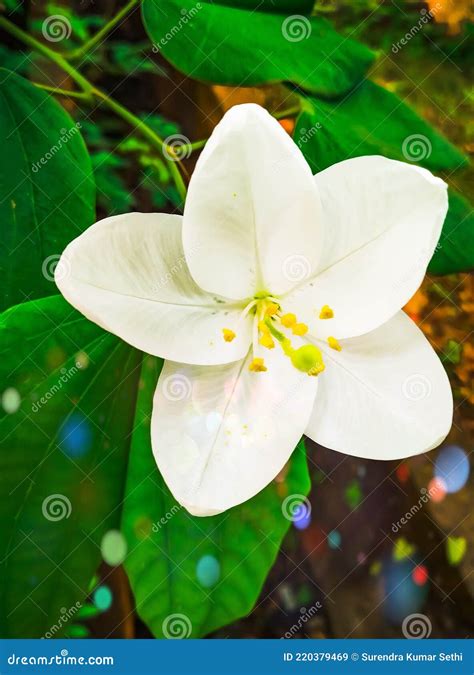 Bauhinia Acuminata Is A Species Of Flowering Shrub Native To Tropical