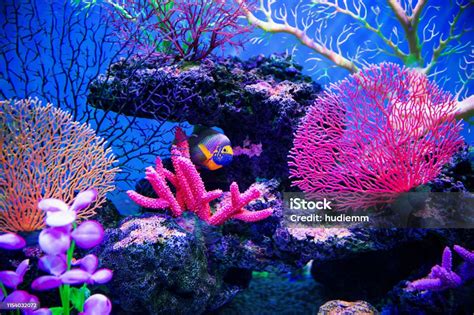 Coral Reef On The Ocean Floor Stock Photo - Download Image Now - Ocean ...