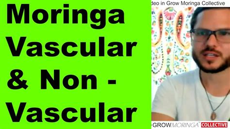 Moringa Biology And Differences Between Vascular Non Vascular Systems