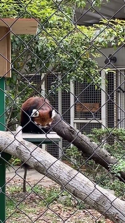 20240418 りんごをゲット！アルくん🍎 レッサーパンダ 羽村市動物公園 ヒノトントンzoo アル Redpanda Youtube